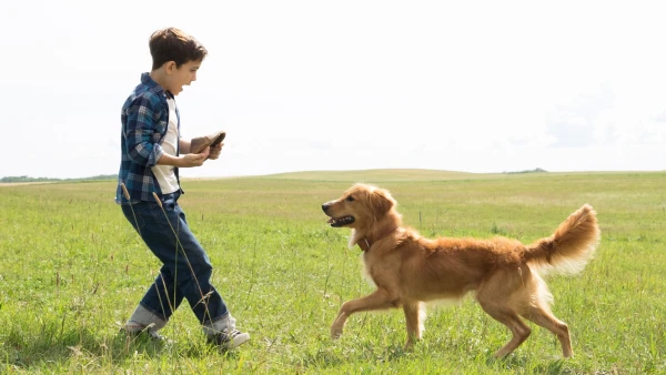 Mục Đích Sống Của Một Chú Chó - A Dog's Purpose